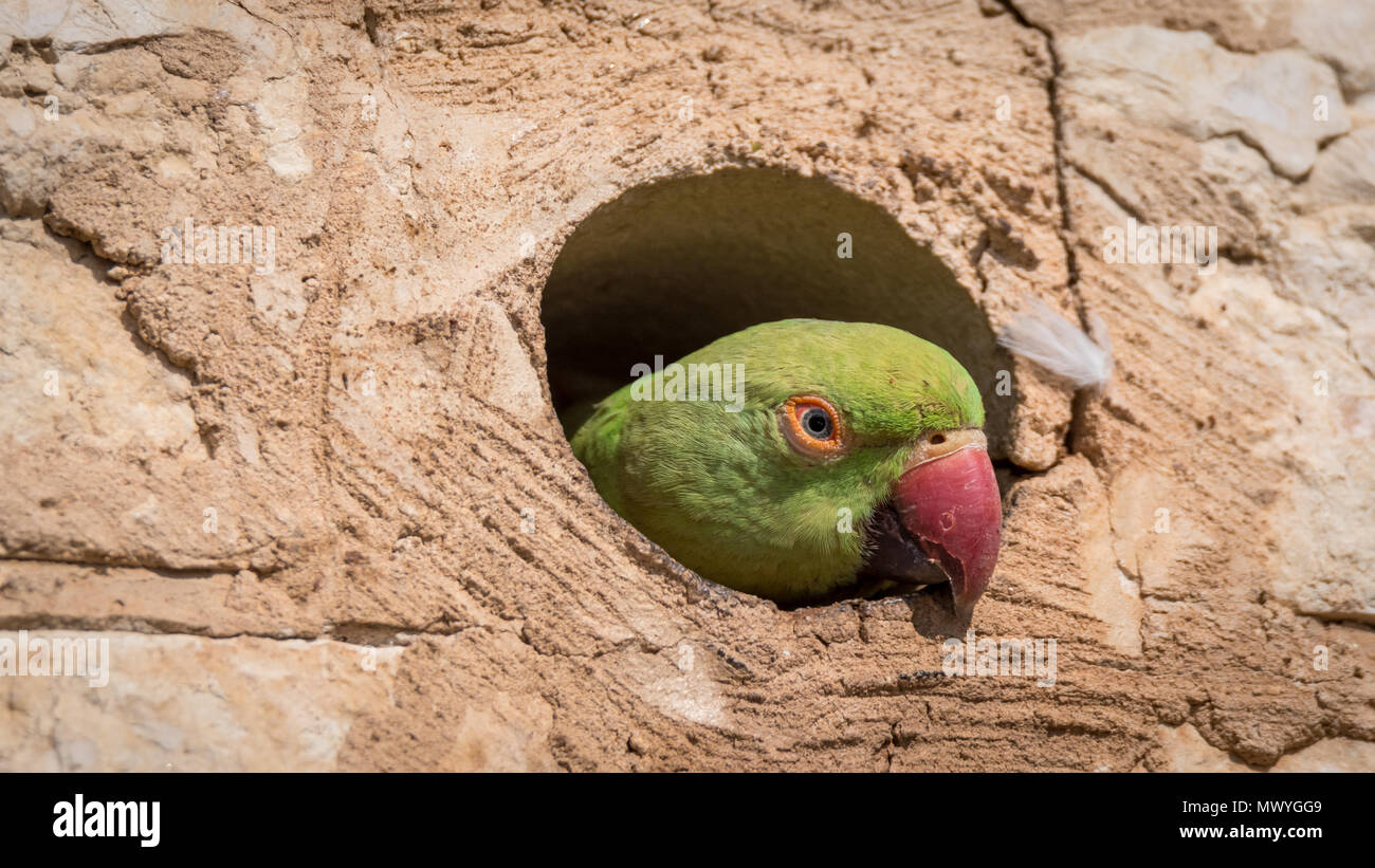 Isolated rose ringed parakeet- Israel Stock Photo