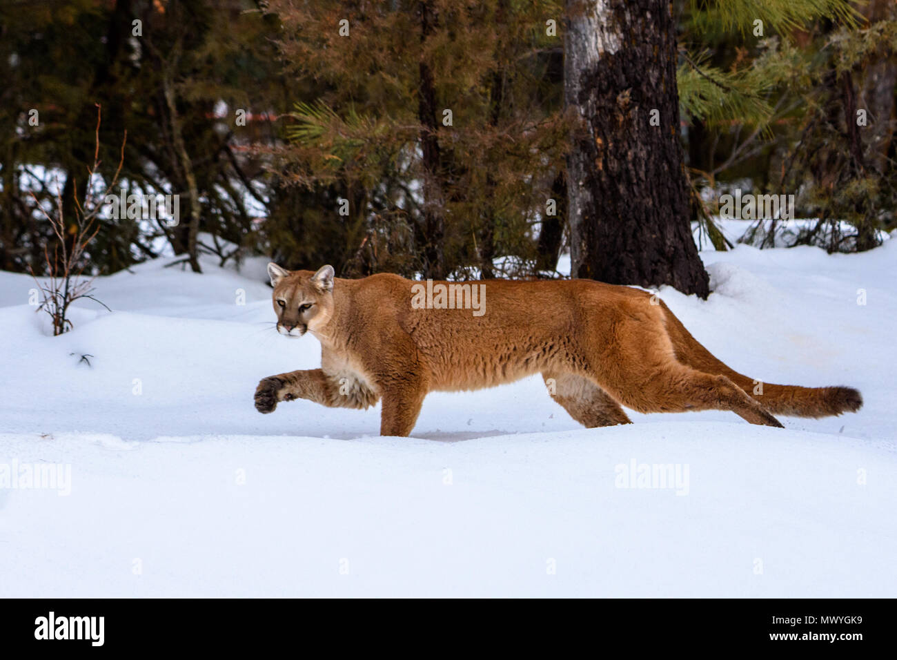 Cougar in the snow 5 Stock Photo