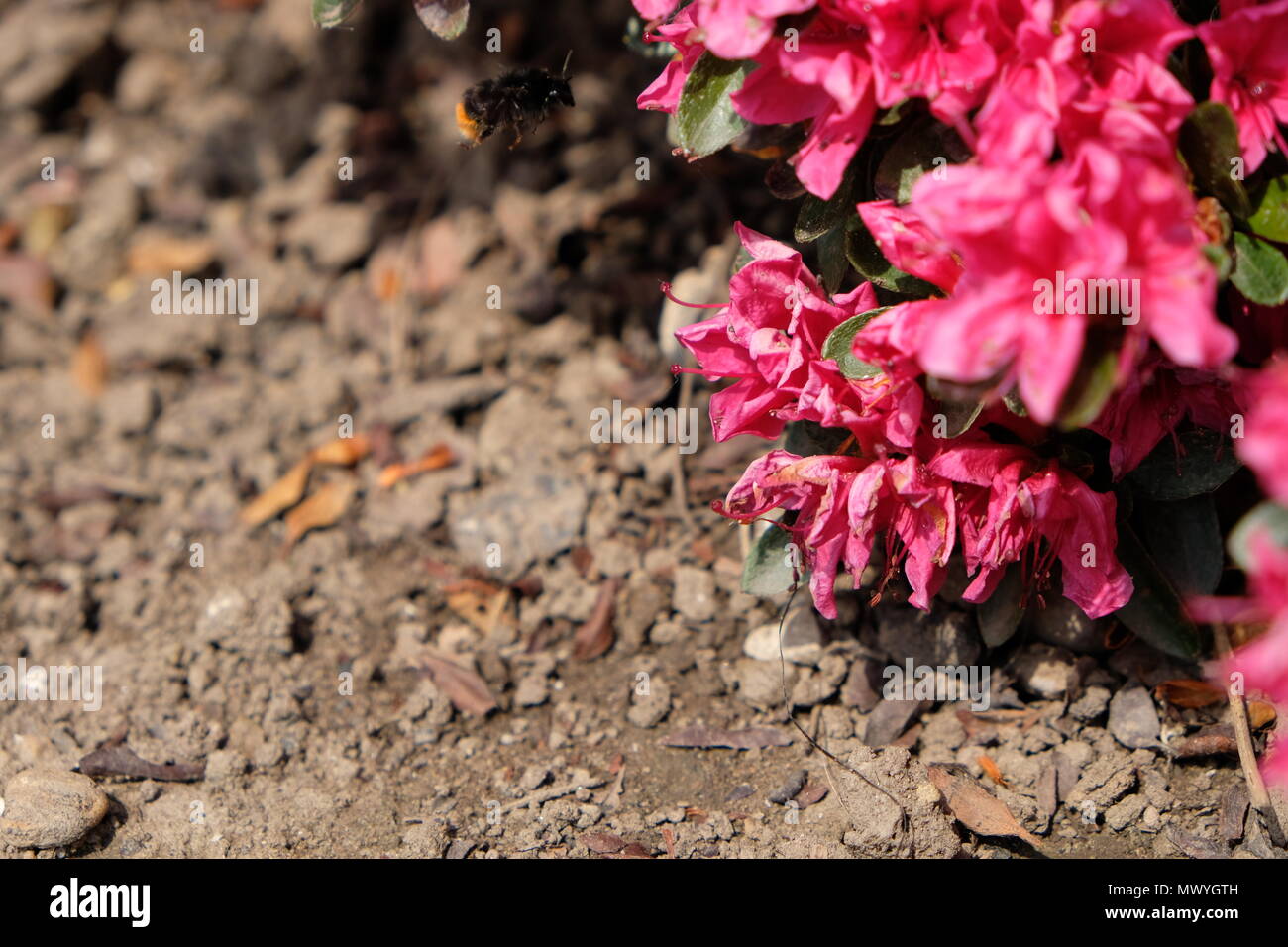 Flowering pink Azalea in the garden Stock Photo