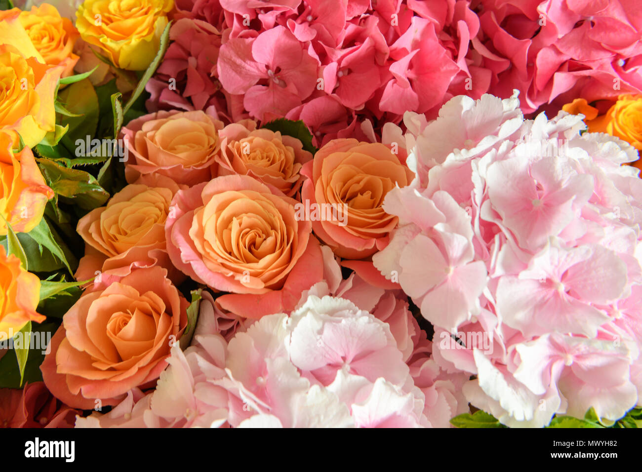 Beautiful fresh flowers Stock Photo Alamy