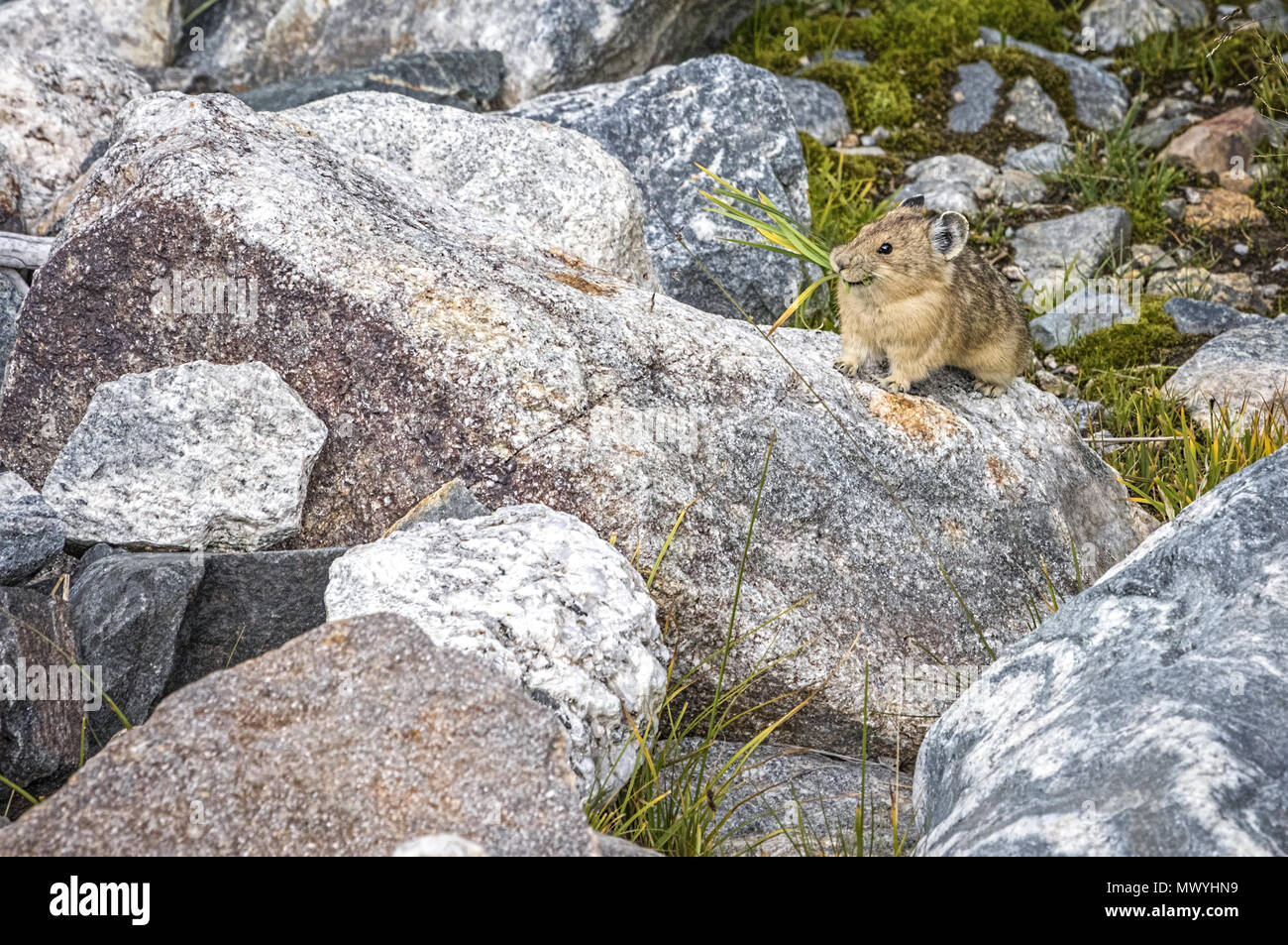 An American Pike or Rock Rabbit eating grass in the Rocky Mountains in Colorado, United States. Stock Photo