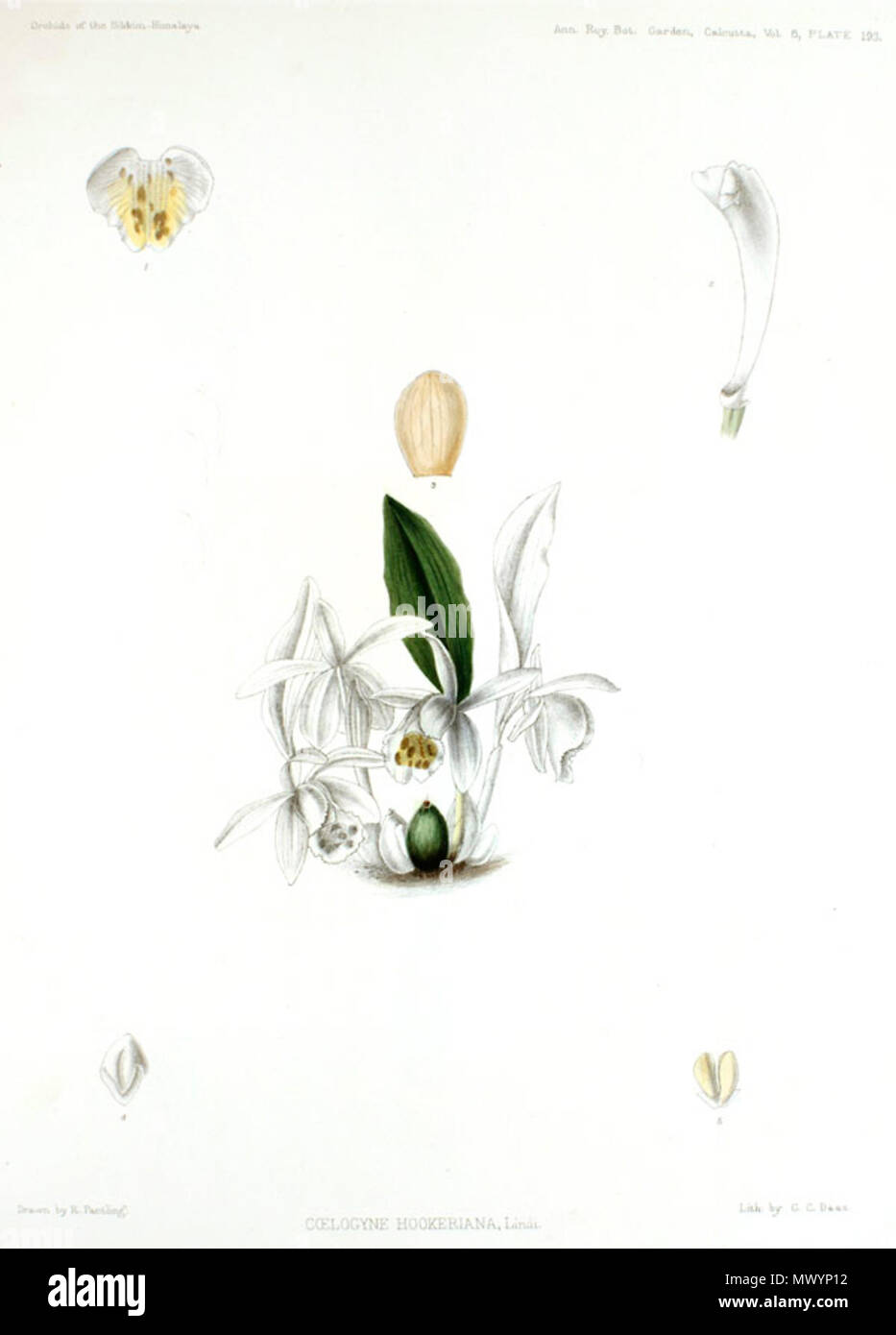 . Illustration of Pleione hookeriana . 1898. G. King and R. Pantling 489 Pleione hookeriana - The Orchids of the Sikkim-Himalaya pl 193 (1898) Stock Photo