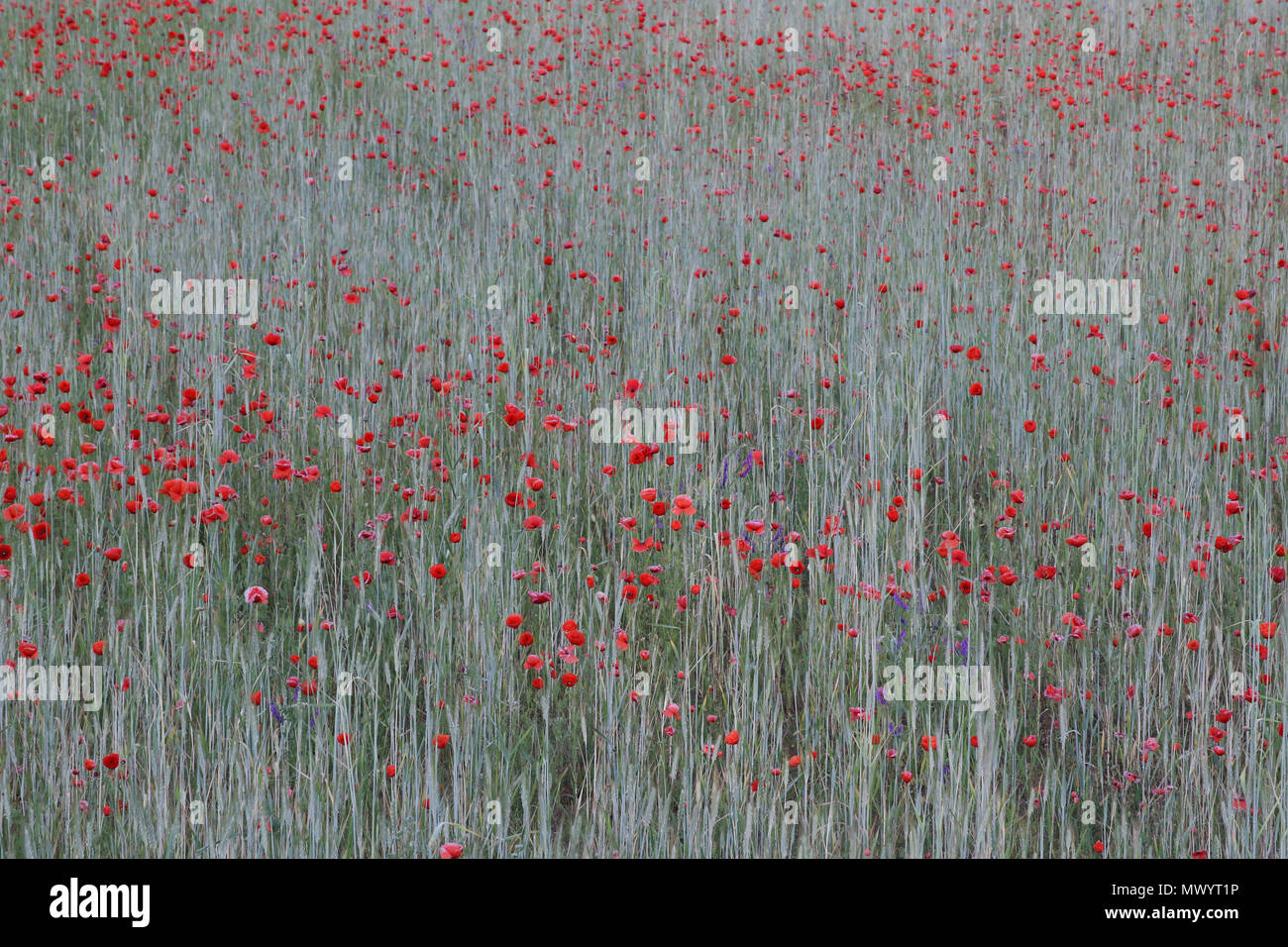 red poppy on a grey background Stock Photo - Alamy