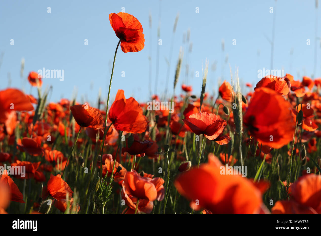 red poppy on a grey background Stock Photo - Alamy