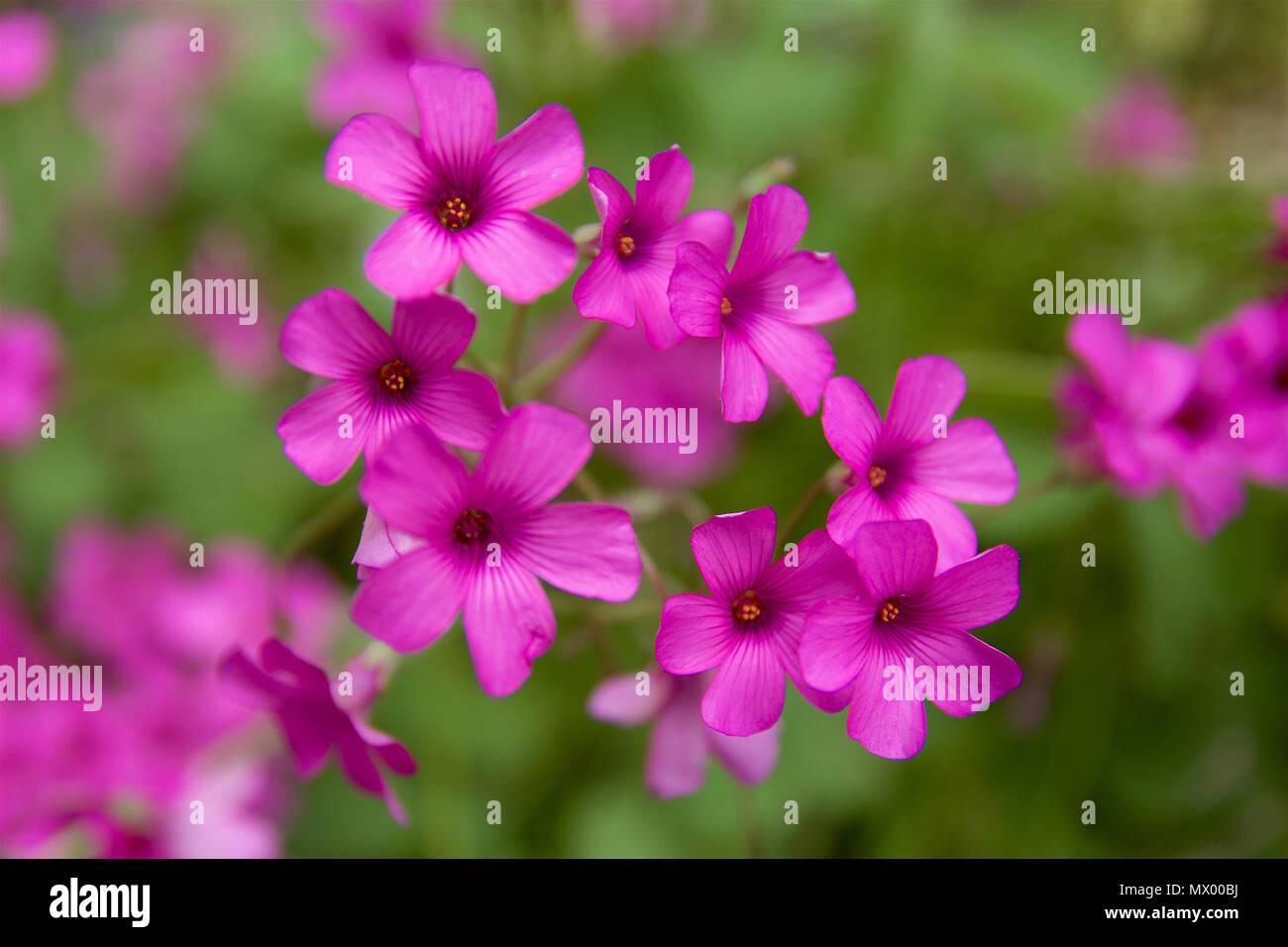 Oxalis Articulata Known As Pink Sorrel Or Windowbox Wood Sorrel Is A Plant Species In The Genus Oxalis Stock Photo Alamy