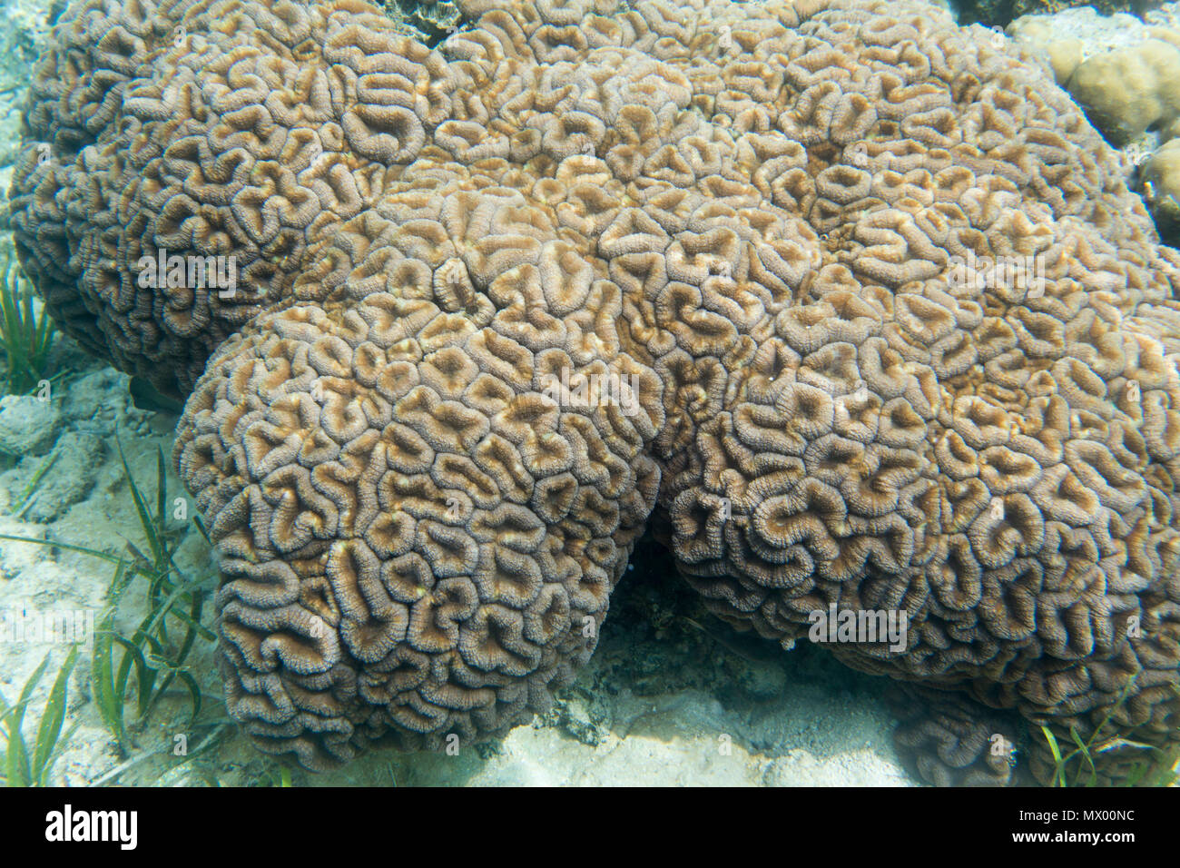 Beautiful red coral in the sea of Sulawesi, Indonesia Stock Photo