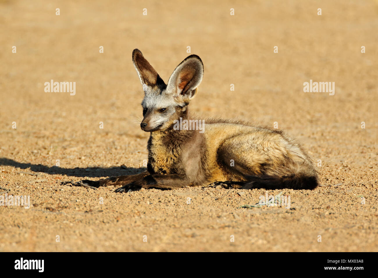 A bat-eared fox (Otocyon megalotis) in natural habitat, Kalahari desert, South Africa Stock Photo