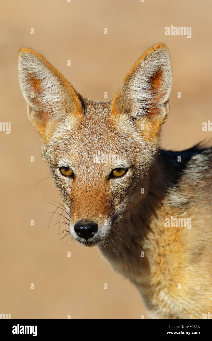 Portrait of a black-backed jackal (Canis mesomelas), Kalahari desert, South Africa Stock Photo