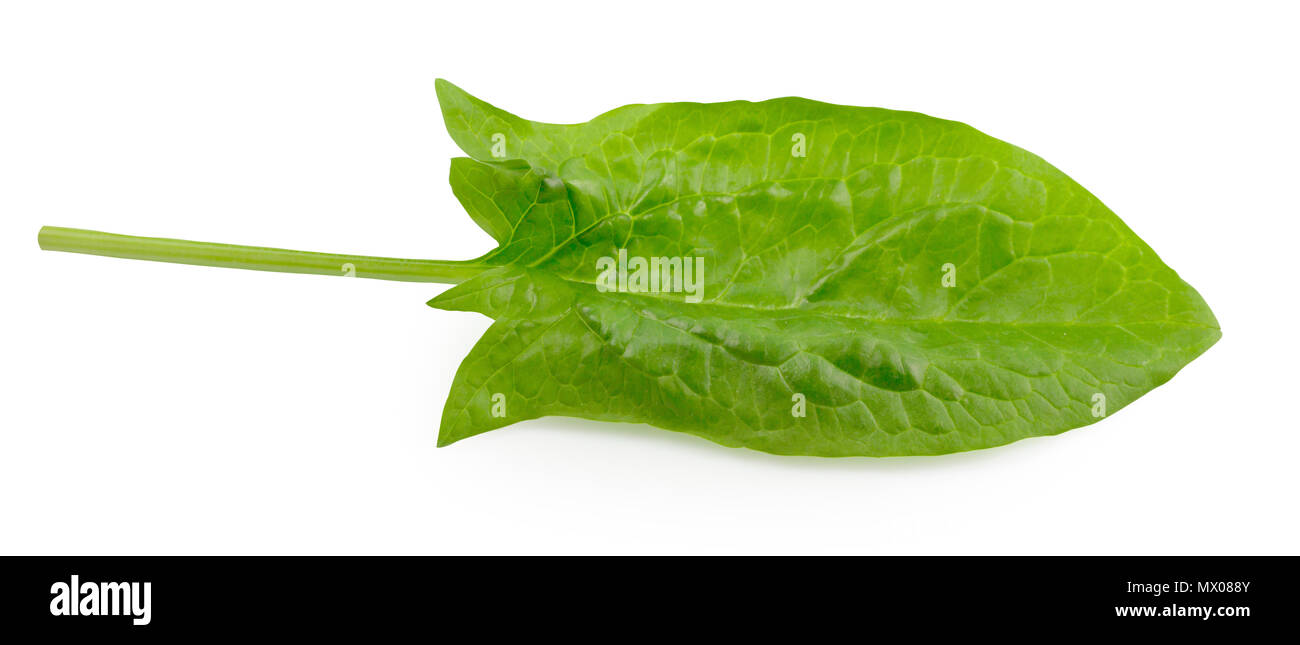 Fresh green spinach, spinach leaves close up isolated on white ...