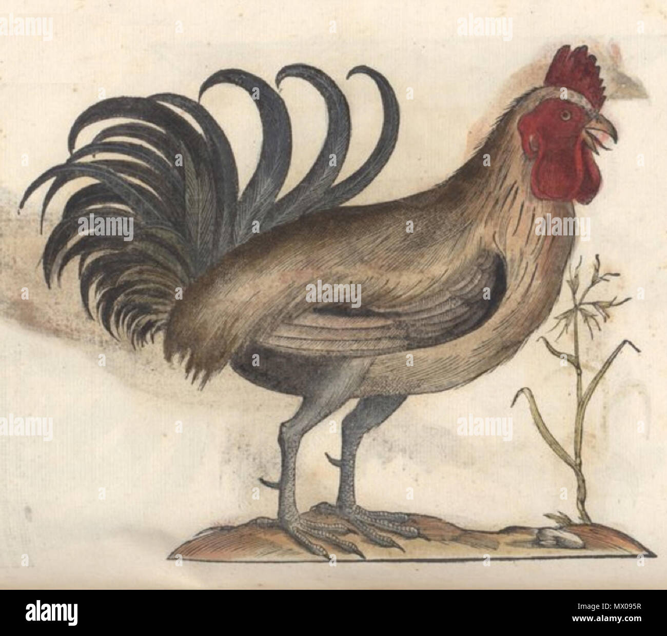 . English: Gallus turcicus, from the Ornithologiae tomus alter of Ulisse Aldrovandi (1522–1605) . 24 January 2012. Ulisse Aldrovandi (1522–1605) 234 Gallus turcicus Stock Photo