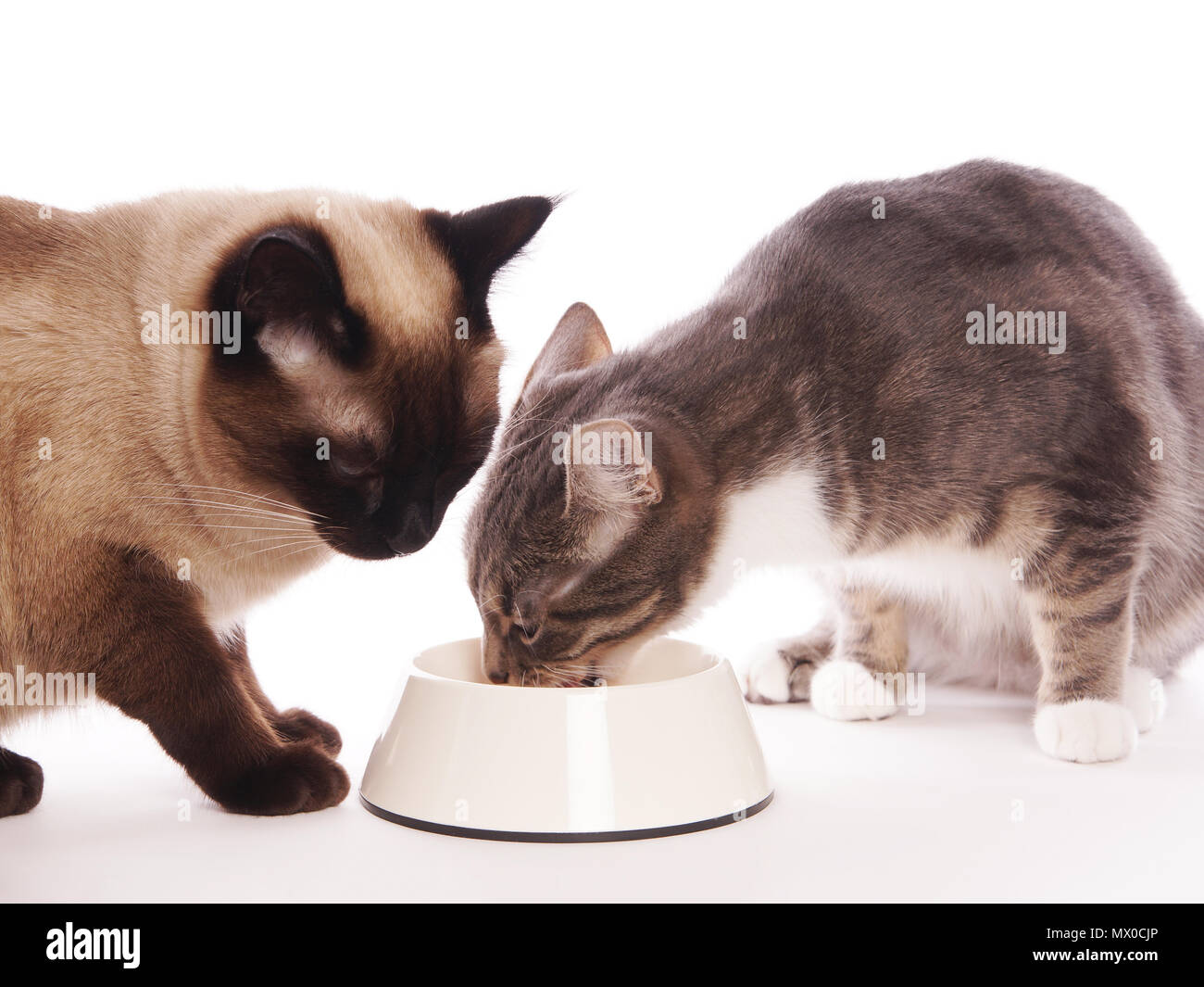 two domestic cats eating from same feeding bowl sharing cat food, studio setting with white background Stock Photo