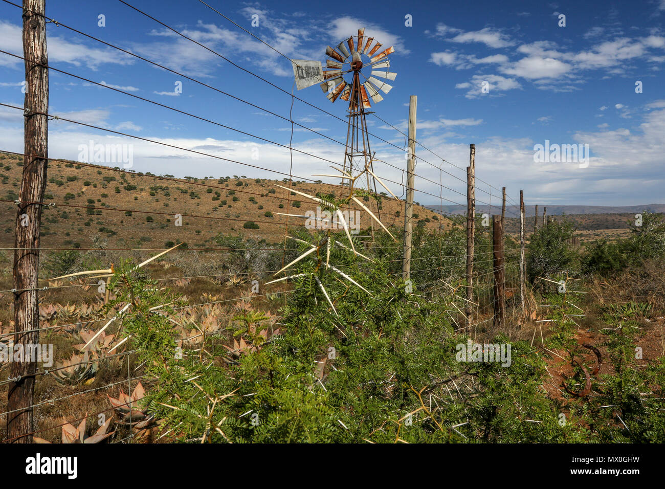 Multi-bladed windpump acacia and eastern cape fynbos in the landscape. The Addo Elephant National Park, eastern cape, south Africa Stock Photo