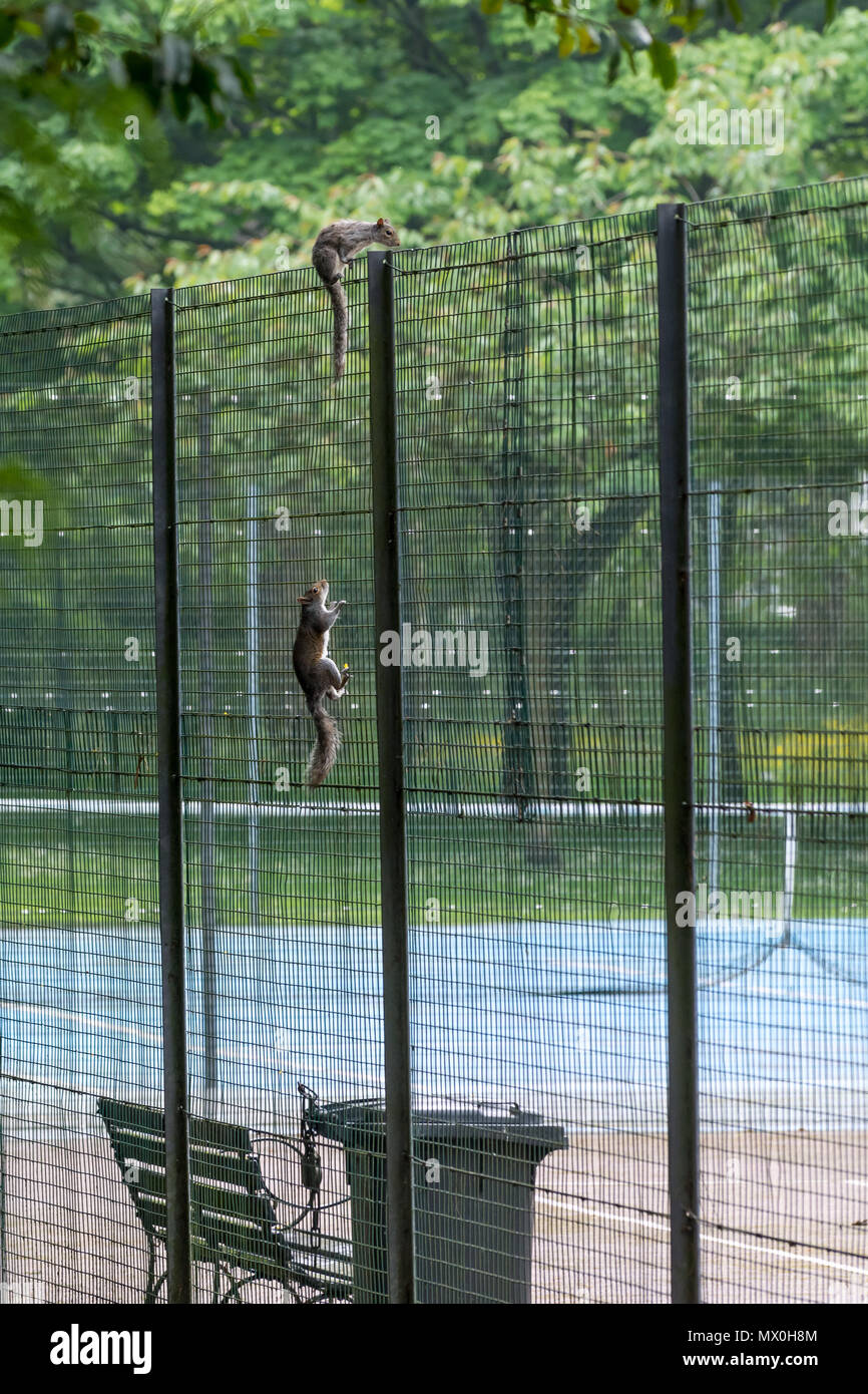 Two Grey squirrels climbing a metal fence surrounding tennis courts, one squirrel hanging from