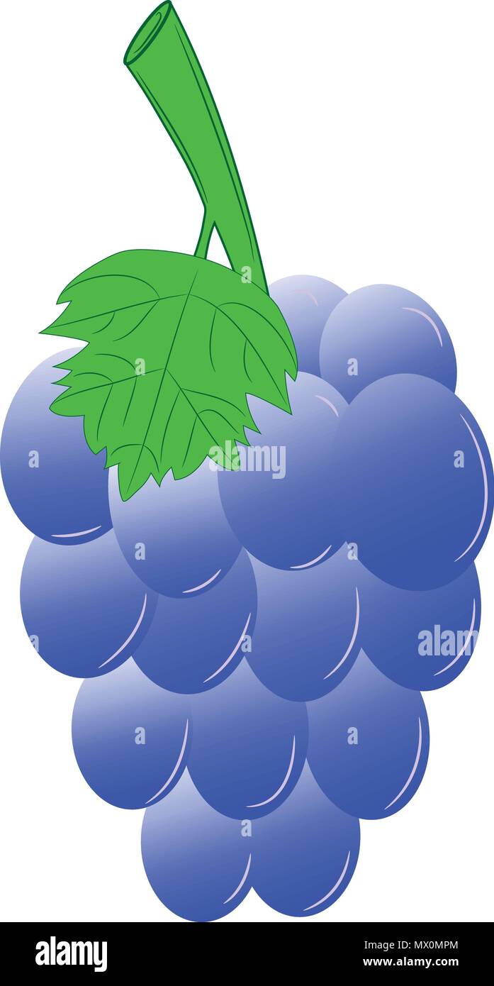 blue grapes vector illustration Stock Vector Image & Art - Alamy