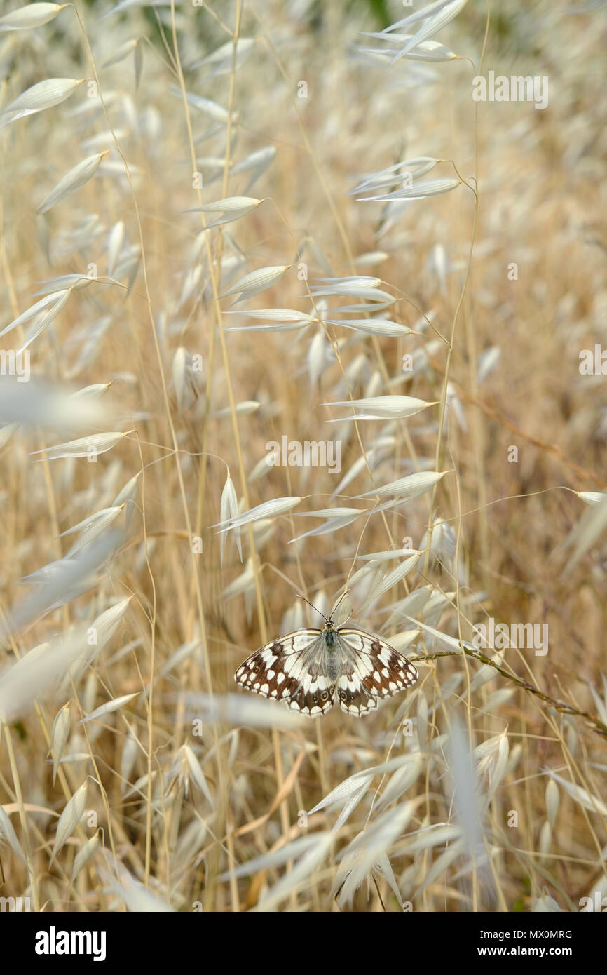 Butterfly Western Marbled White ( Melanargia occitanica ) Enjoying the Sunshine in the Meadows. Greece. Stock Photo