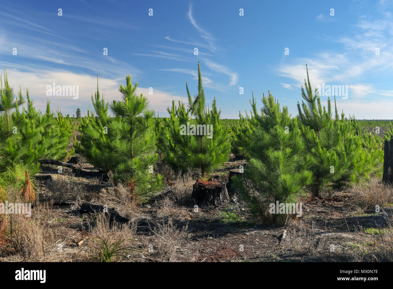 Processed into beams and planks hires stock photography and images Alamy