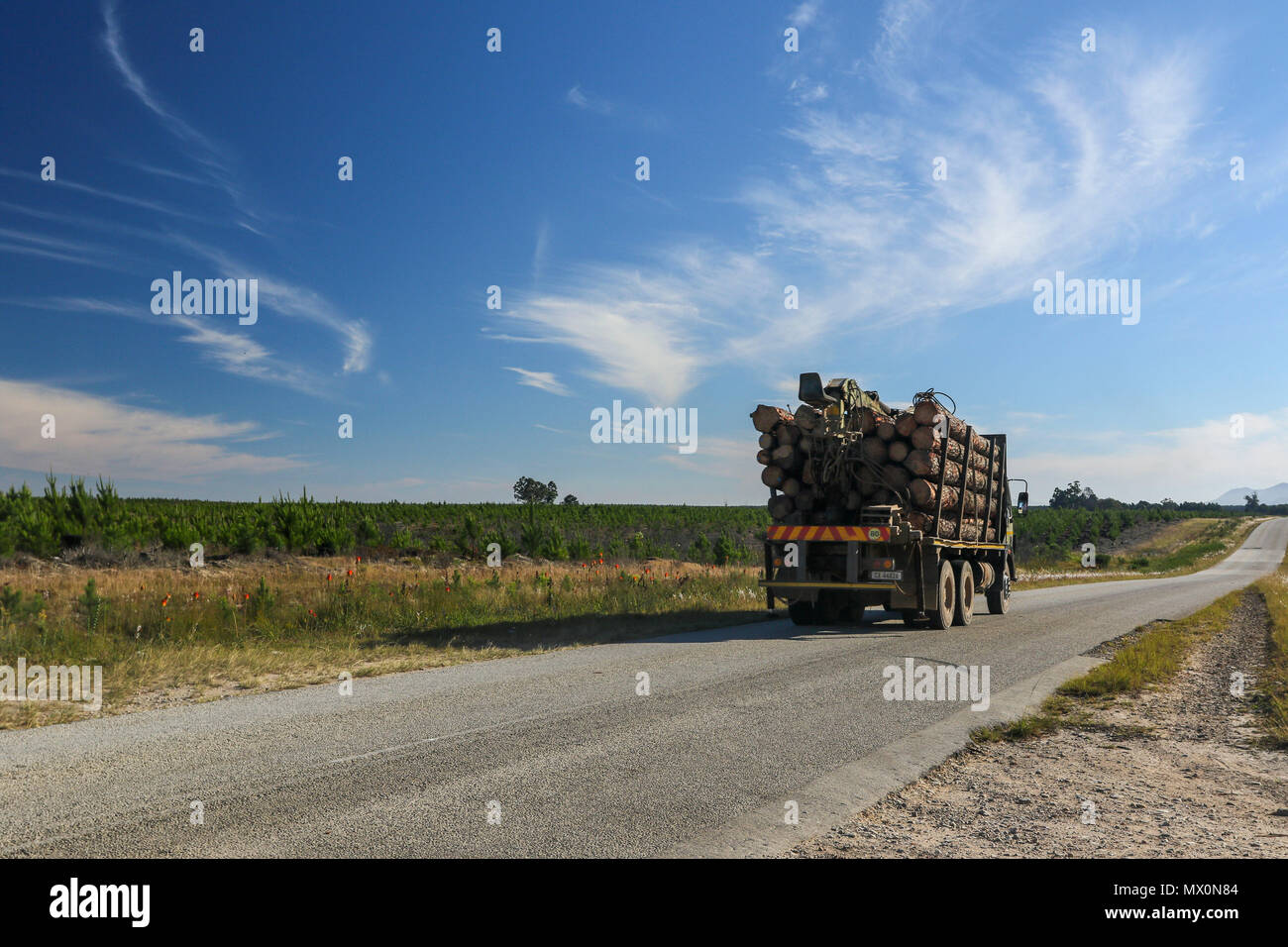 Lorry transporting pine trees to Coldstream lumber yard, tsitsikamma national park, garden route, south africa Stock Photo