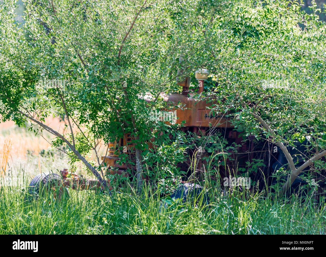 An old abandoned farm tractor overtaken by weeds and trees Stock Photo