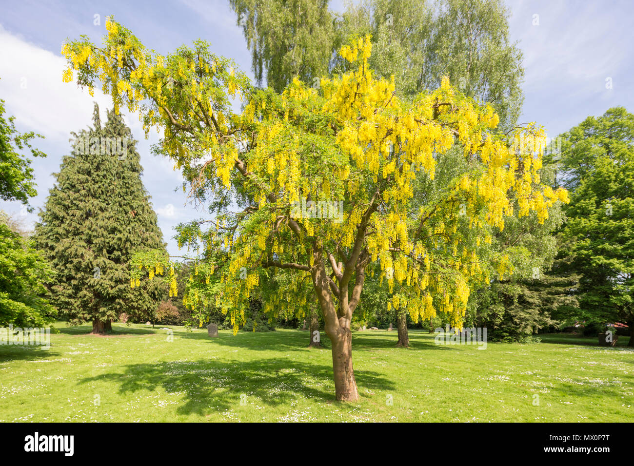 Laburnum or Golden Chain tree. Stock Photo