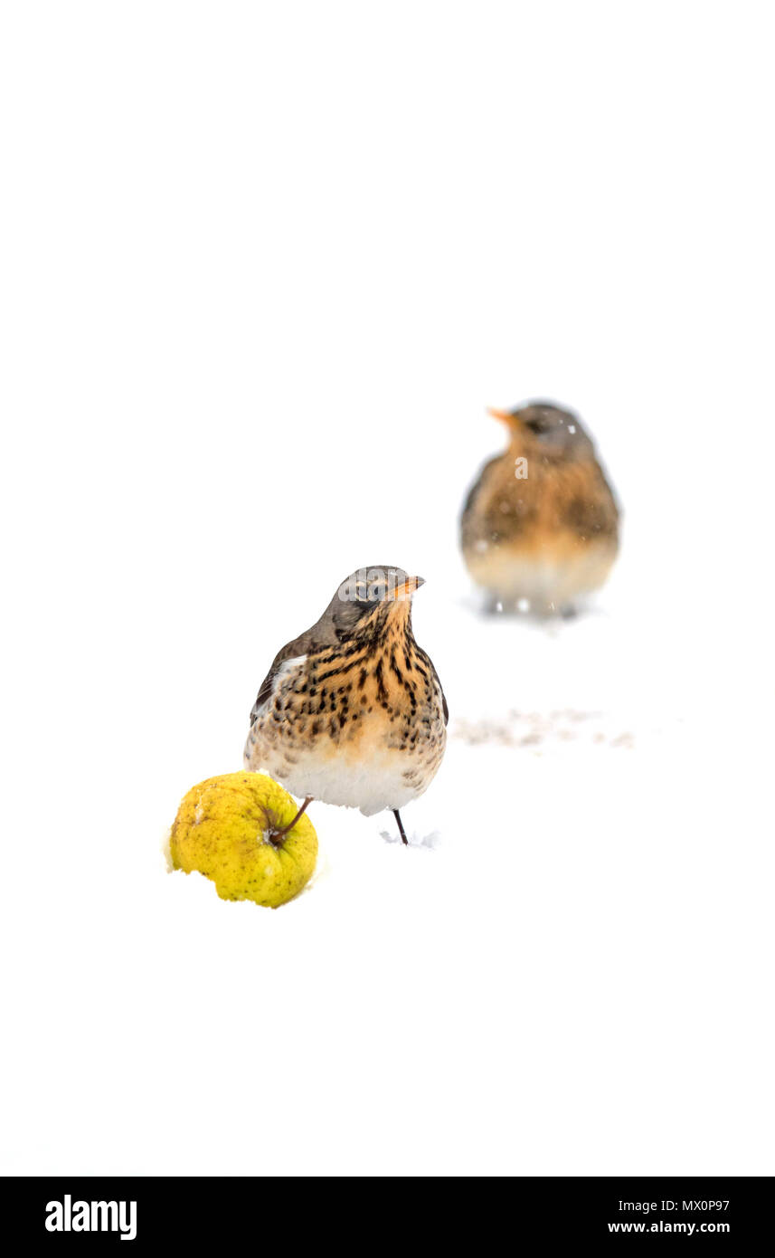 Fieldfares (Turdus pilaris) in a British winter garden, Britain, UK Stock Photo