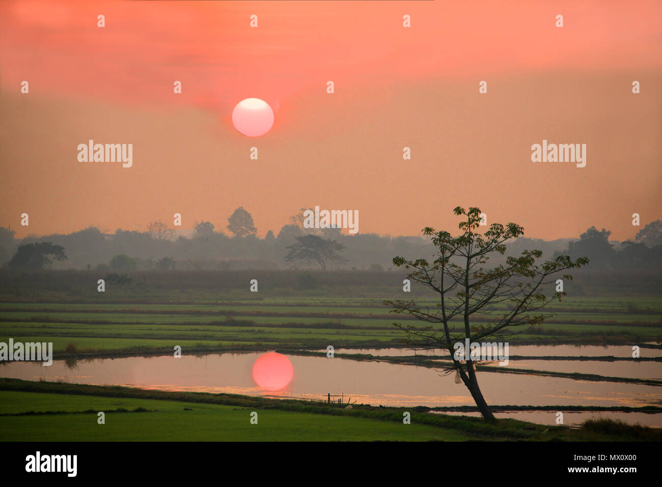 Sunrise reflected in flooded rice field Chiang Mai Northern Thailand Stock Photo