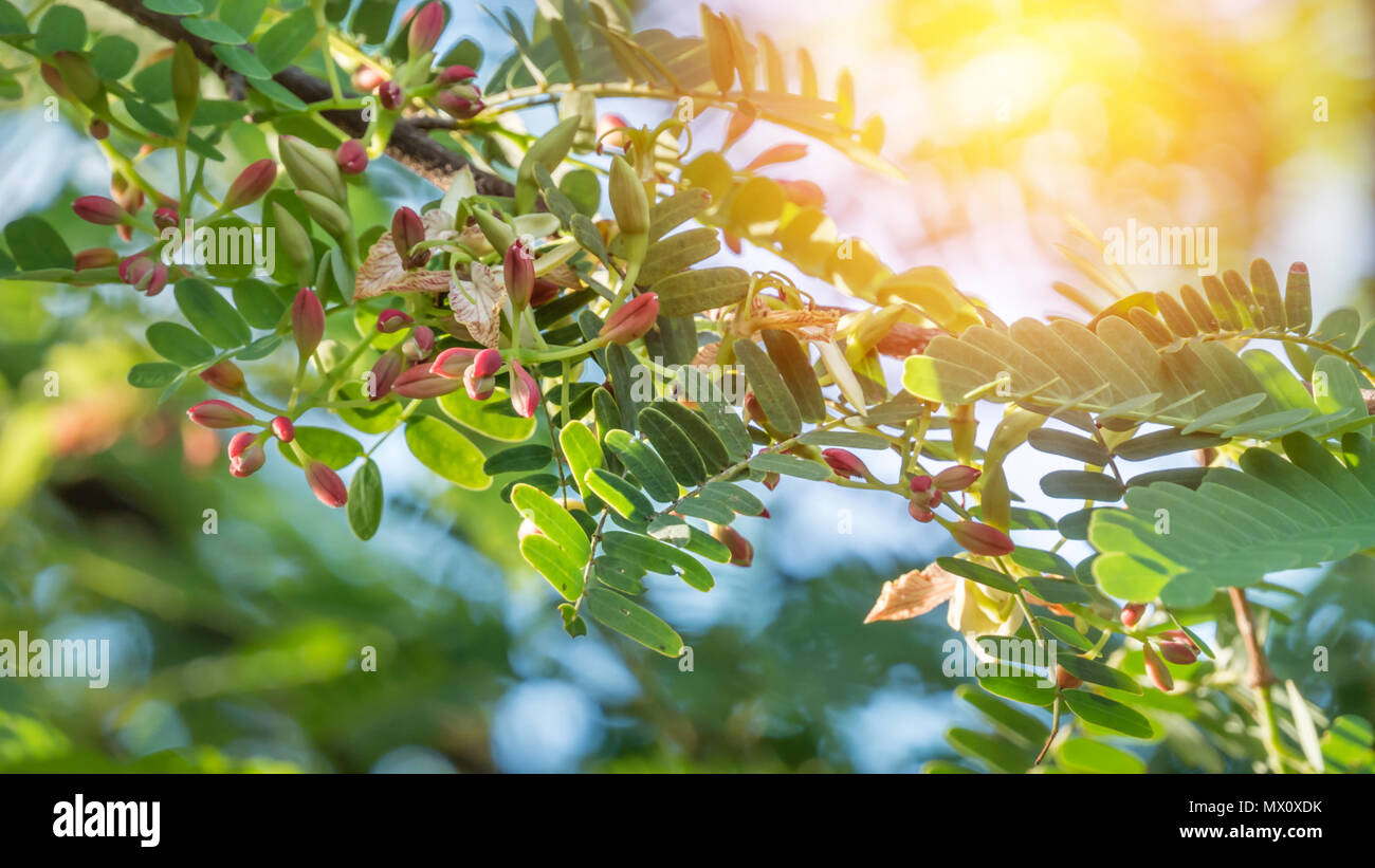 Tamarind Flower Blooming On The Tree Scientific Name Tamarindus Indica Stock Photo Alamy Tamarind Flower Blooming On The Tree Scientific Name Tamarindus Indica Stock Photo Alamy