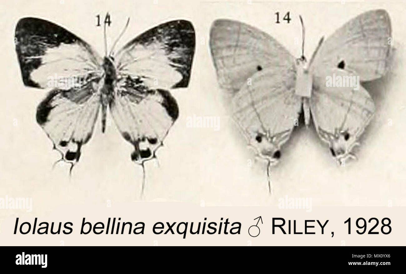 . English: Iolaus bellina exquisita ♂ from original description. 1928. Norman Denbigh Riley 201 ExquisitaRiley1928OD Stock Photo