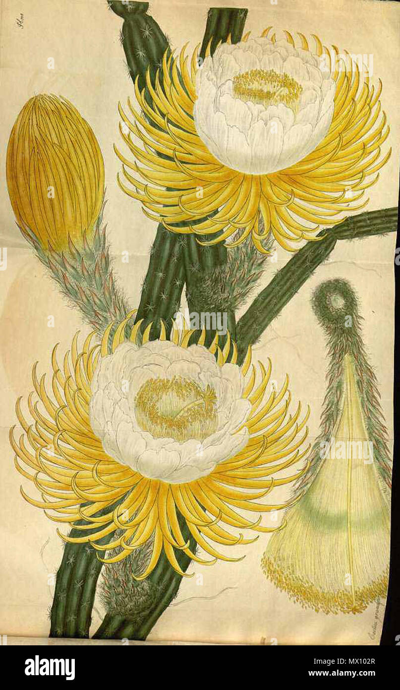 English: Selenicereus grandiflorus, as Cactus grandiflorus . 2 June 2012,  23:27:53. H.C. Andrews 551 Selenicereus grandiflorus H.C. Andrews Stock  Photo - Alamy