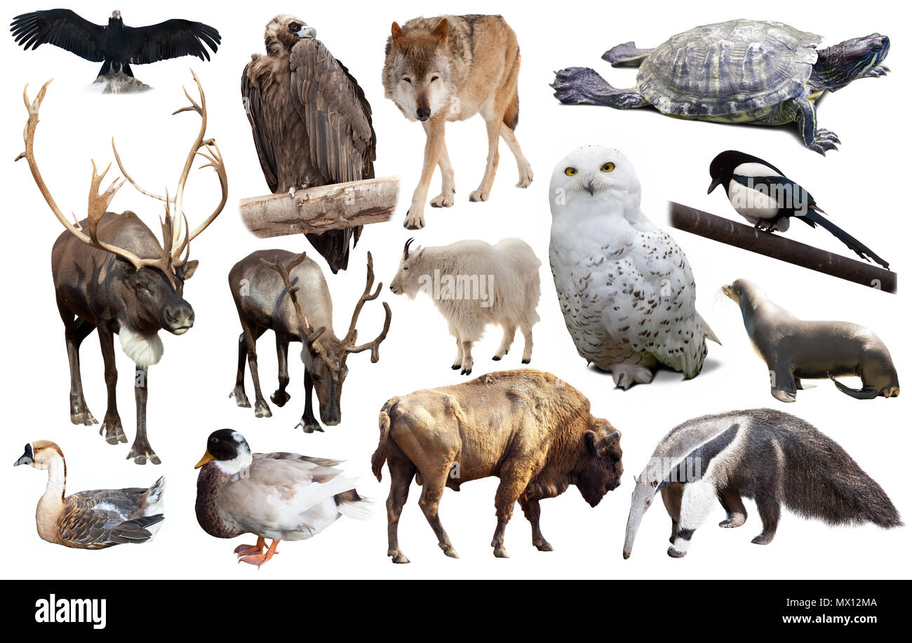 assortment of many north american wild birds and mammal animals isolated on white background Stock Photo - Alamy assortment of many north american wild birds and mammal animals isolated on white background Stock Photo - Alamy