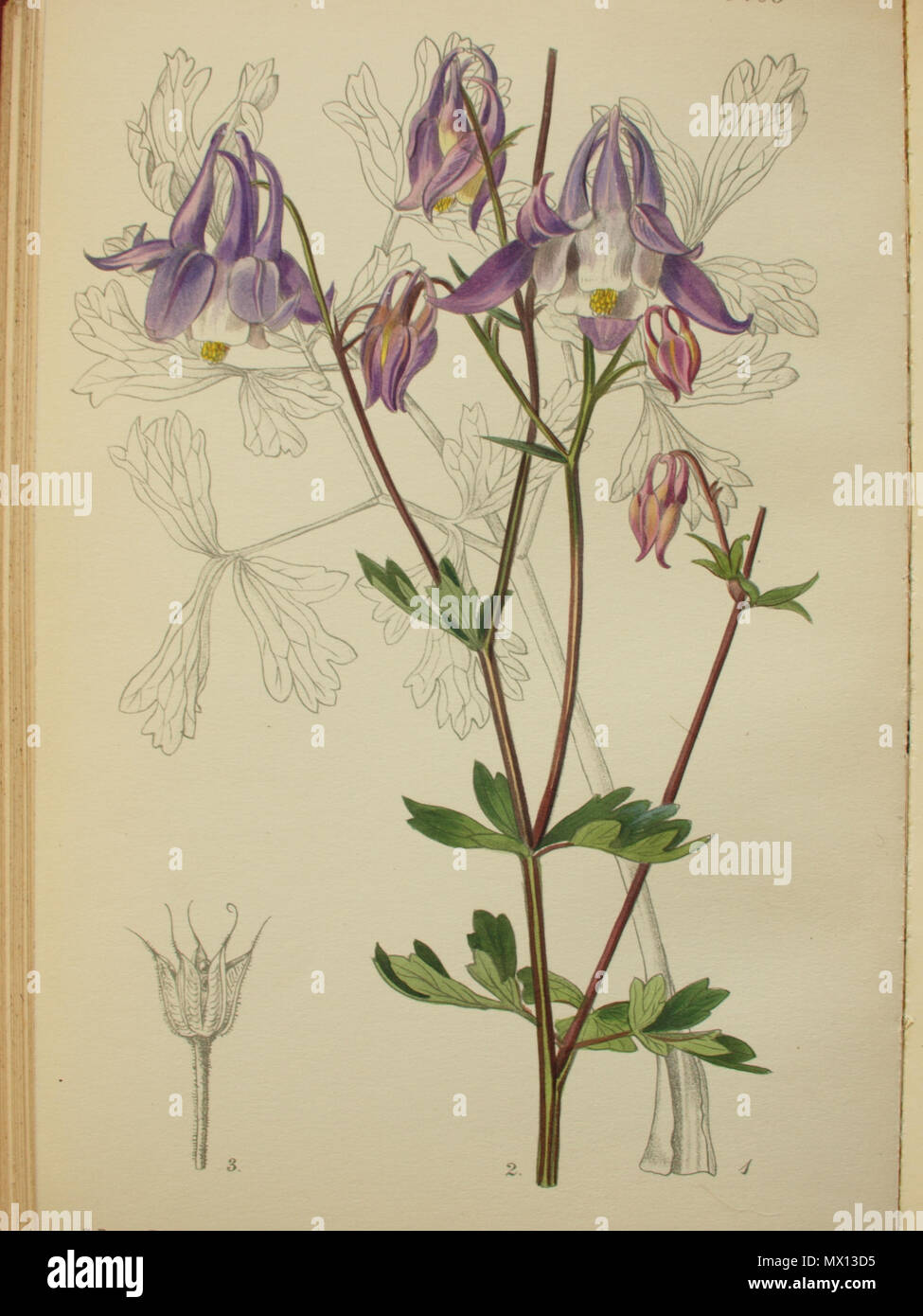 . English: Curtis's Botanical Magazine Tab 9405 Aquilegia grata from Karl Maly's sample Dobrun Bosnia 1909 Note: iconography inaccurately assumes to have depicted Aquilegia grata while Aquilegia nikolicii is correct. Erroneously Turrill was sent seeds by Karl Maly tentatively assuming they belong to Aquilegia grata. In reality he depicted Aquilegia nikolicii Niketic & Cikovac. Further reading: Marjan Niketić, Pavle Cikovac, Vladimir Stevanović 2013: Taxonomic and nomenclature notes on Balkan columbines (Aquilegia L., Ranunculaceae). In: Bulletin of the Natural History Museum Belgrade, 6: 33-42 Stock Photo
