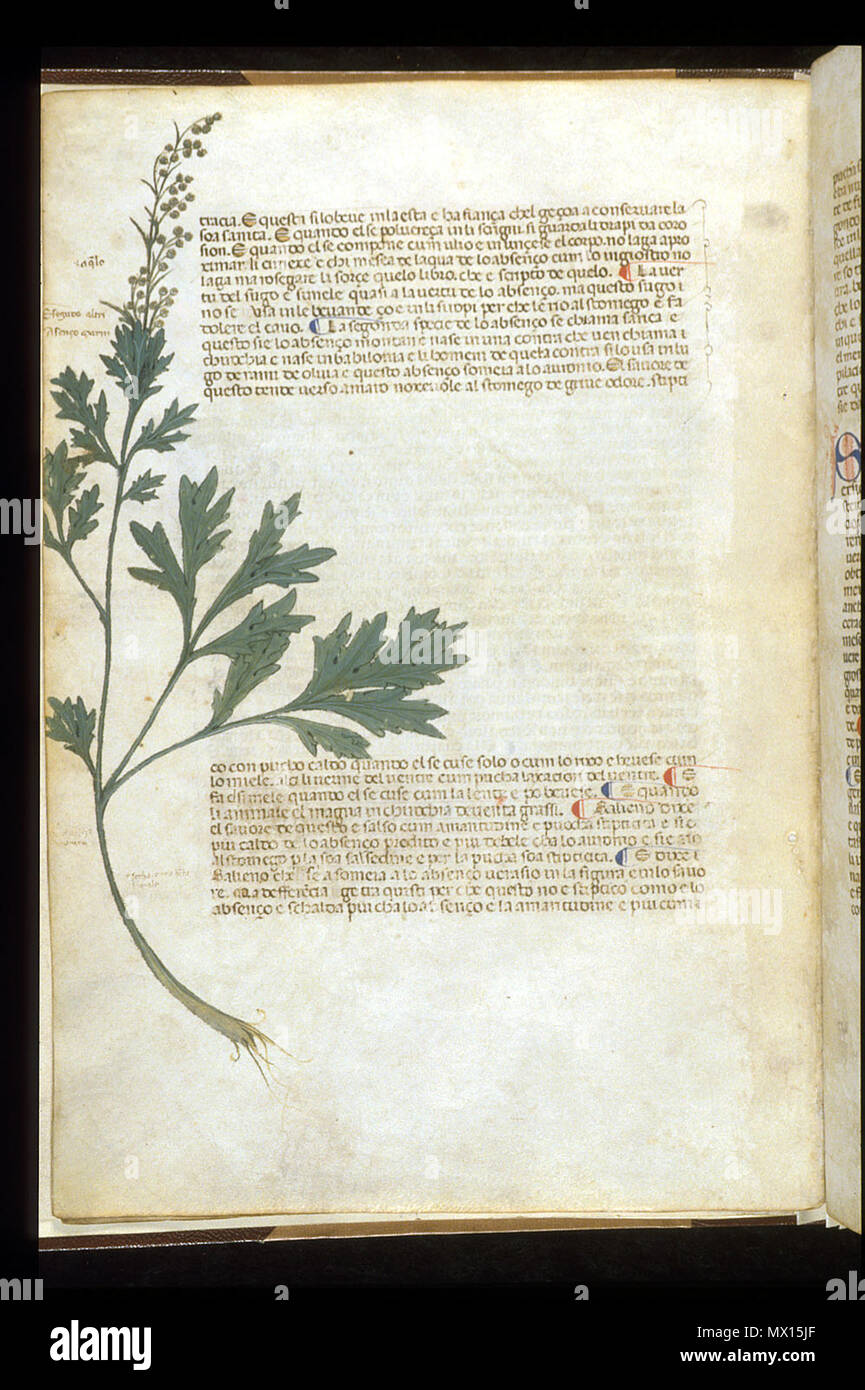 English: arapion the Younger, Translation of the herbal (The 'Carrara  Herbal'), including the Liber agrega, Herbolario volgare; De medicamentis,  with index (ff. 263-265) Italy, N. (Padua); between c. 1390 and 1404 .