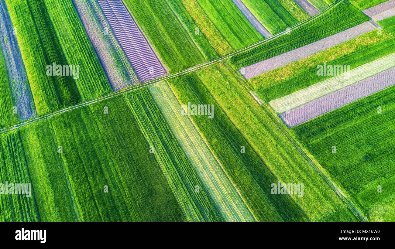 Rows on the field. Natural aerial landscape on the agricultural subject Stock Photo