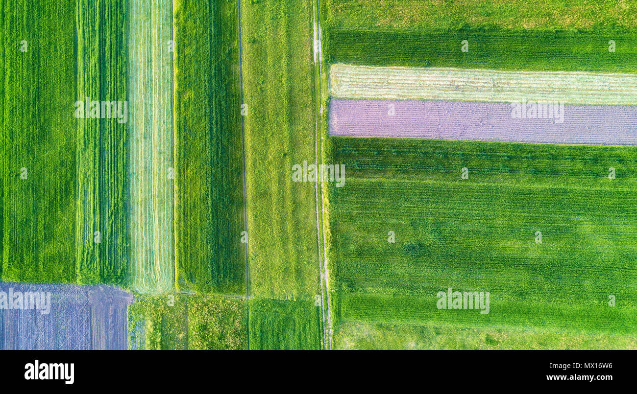 Rows on the field. Natural aerial landscape on the agricultural subject Stock Photo