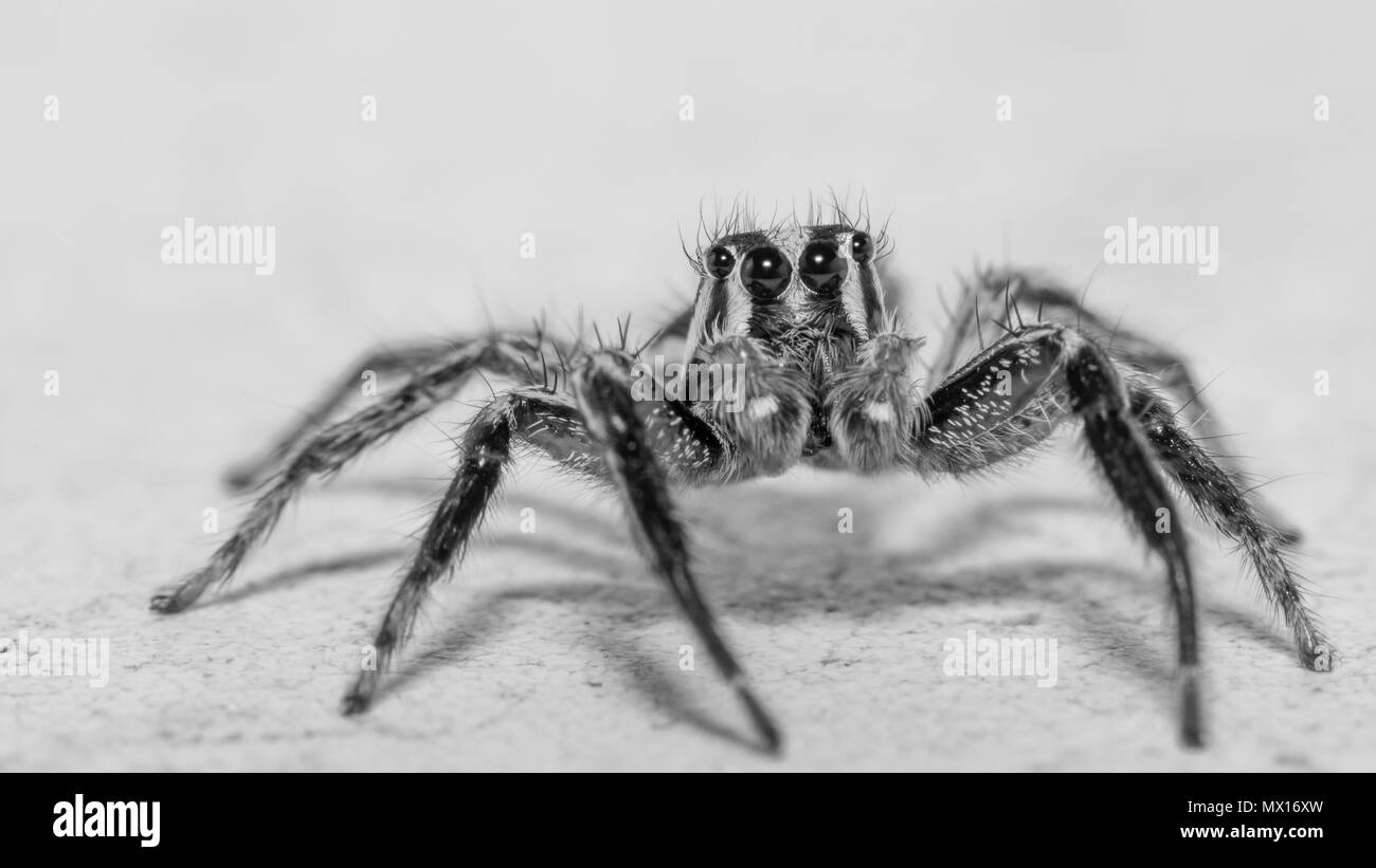 Isolated macro of an adult jumping spider Stock Photo