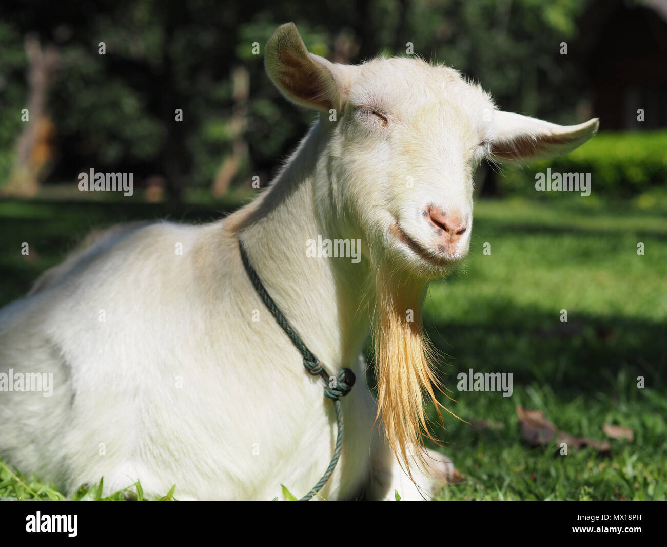 Hornless hires stock photography and images Alamy