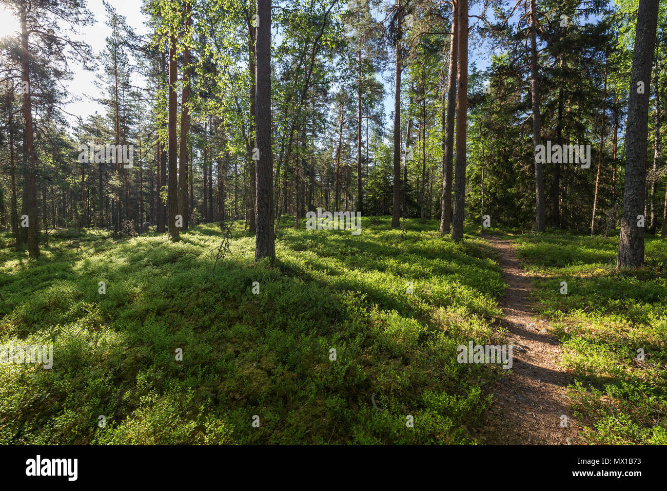 Verdant pine forest hi-res stock photography and images - Alamy