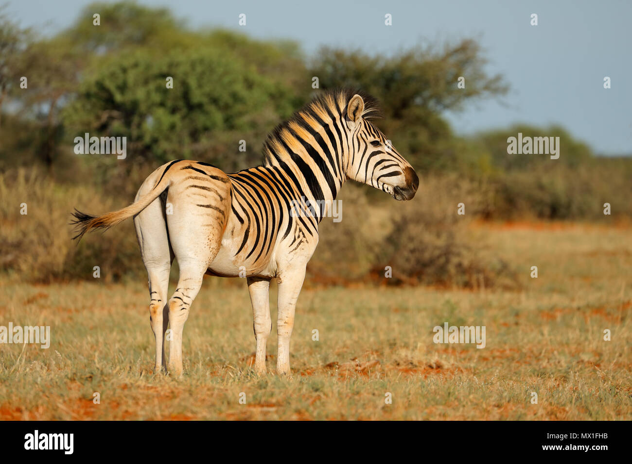 A plains zebra (Equus burchelli) in natural habitat, South Africa Stock Photo