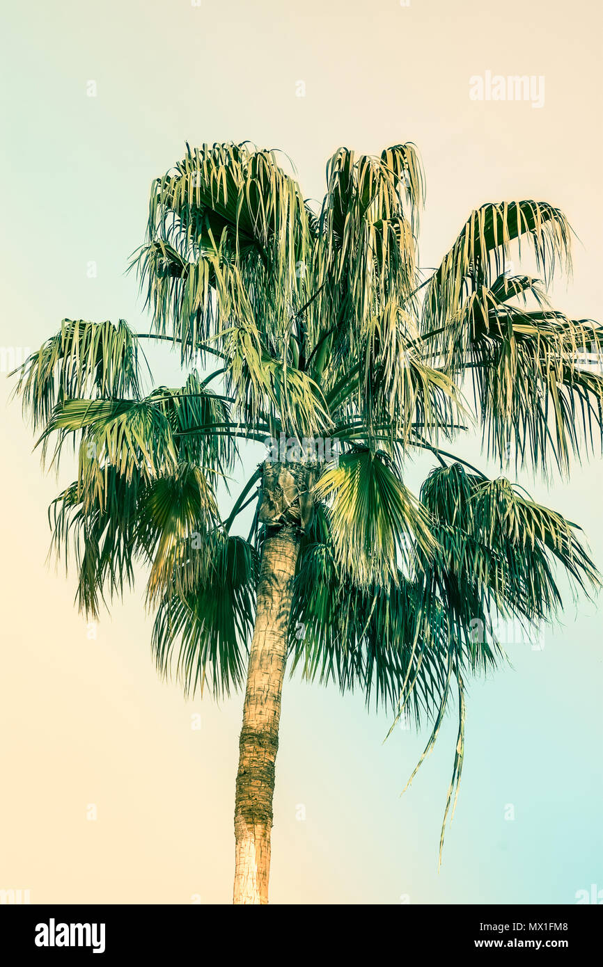 Palm Tree on Toned Pink and Turquoise Blue Duotone Sky Background. Trendy Pastel Colors. Surrealistic Vintage Style. Copy Space for Text. Tropical Sea Stock Photo
