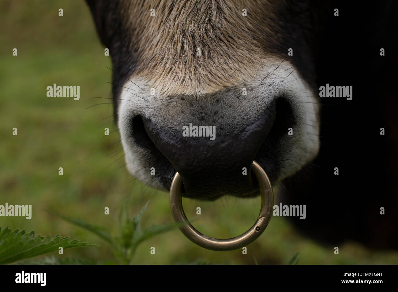 Close of bull with ring in nose - Stock Image - Everypixel