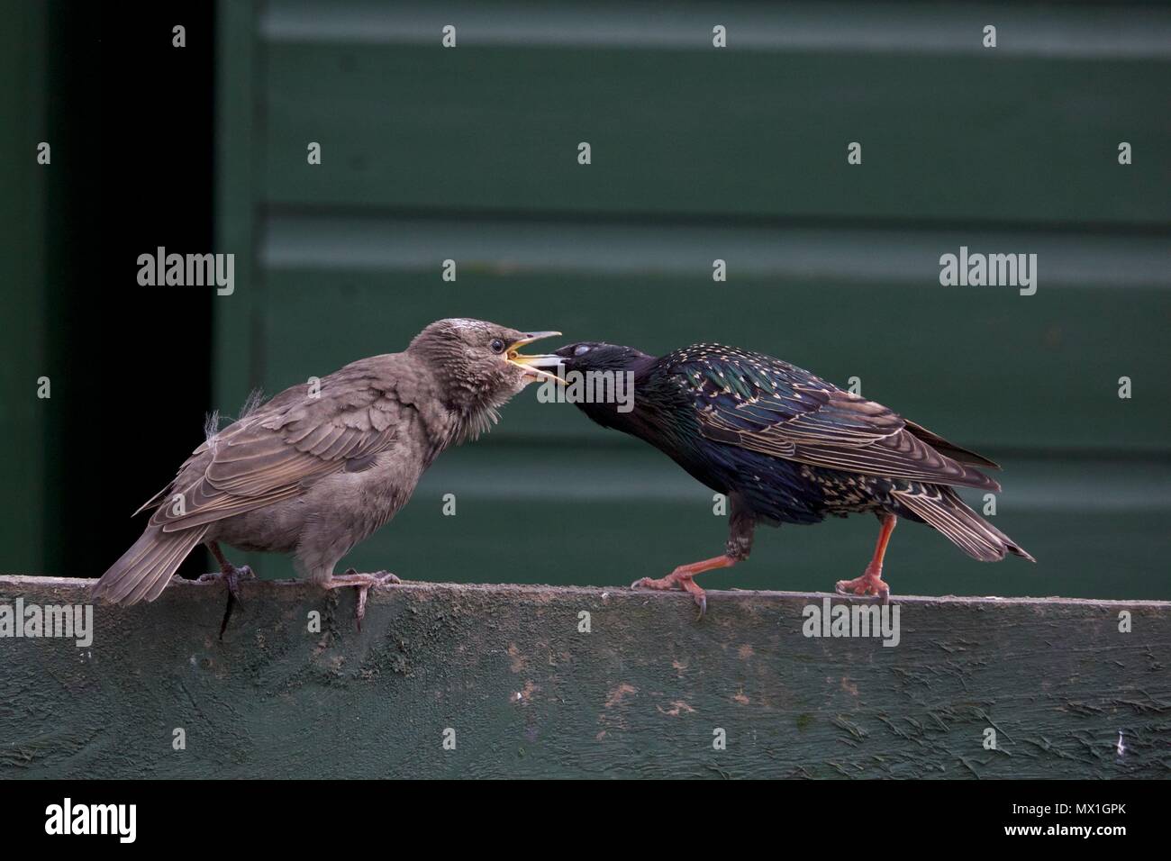 Starling feeding baby hires stock photography and images Alamy