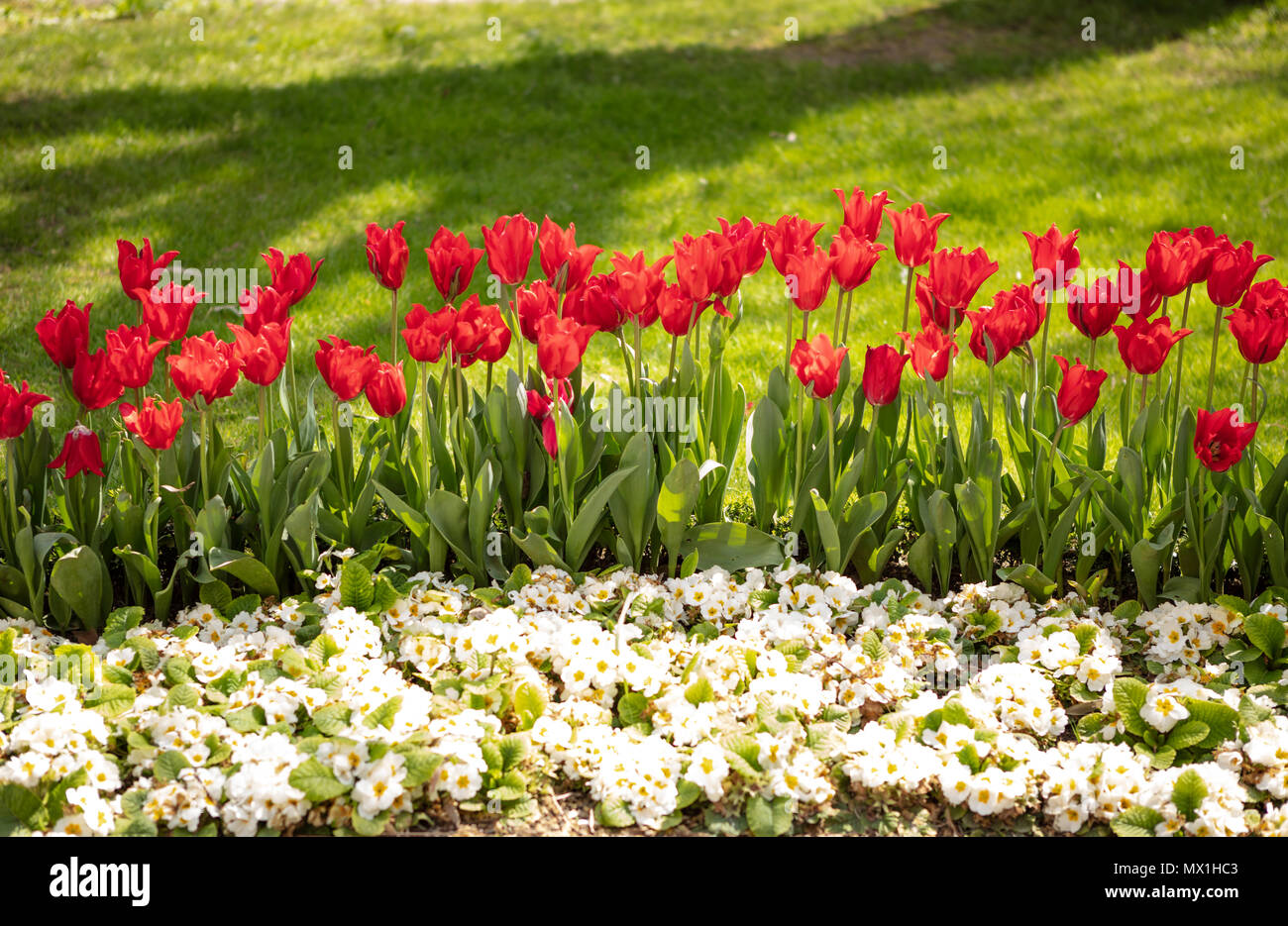 White Flowers and Tulips background. Beautiful view of red tulips under ...