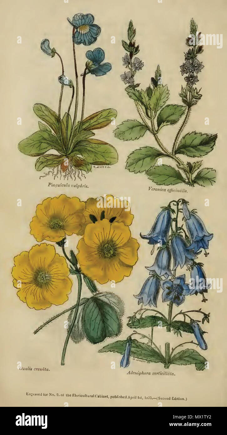 . English: Plate from Joseph Harrison's 'The Floricultural Cabinet and Florist's Magazine' . 1833. Orlando Jewitt (1799-1869) 458 Orlando Jewitt01 Stock Photo