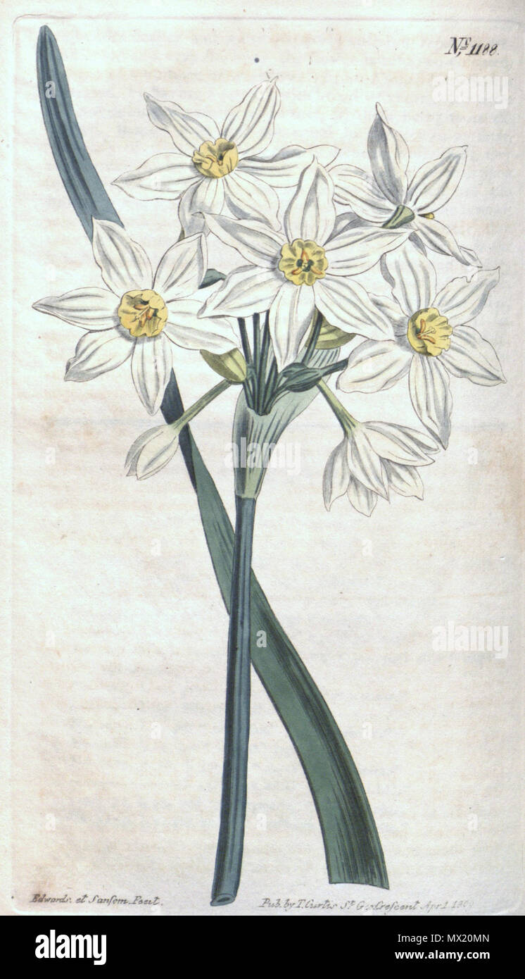 . English: Narcissus tazetta subsp. italicus, as N. italicus, Bot. Mag. 29: t. 1188. 1809 . 16 October 2012, 22:58:16. Curtis's 438 Narcissus tazetta subsp. italicus Stock Photo