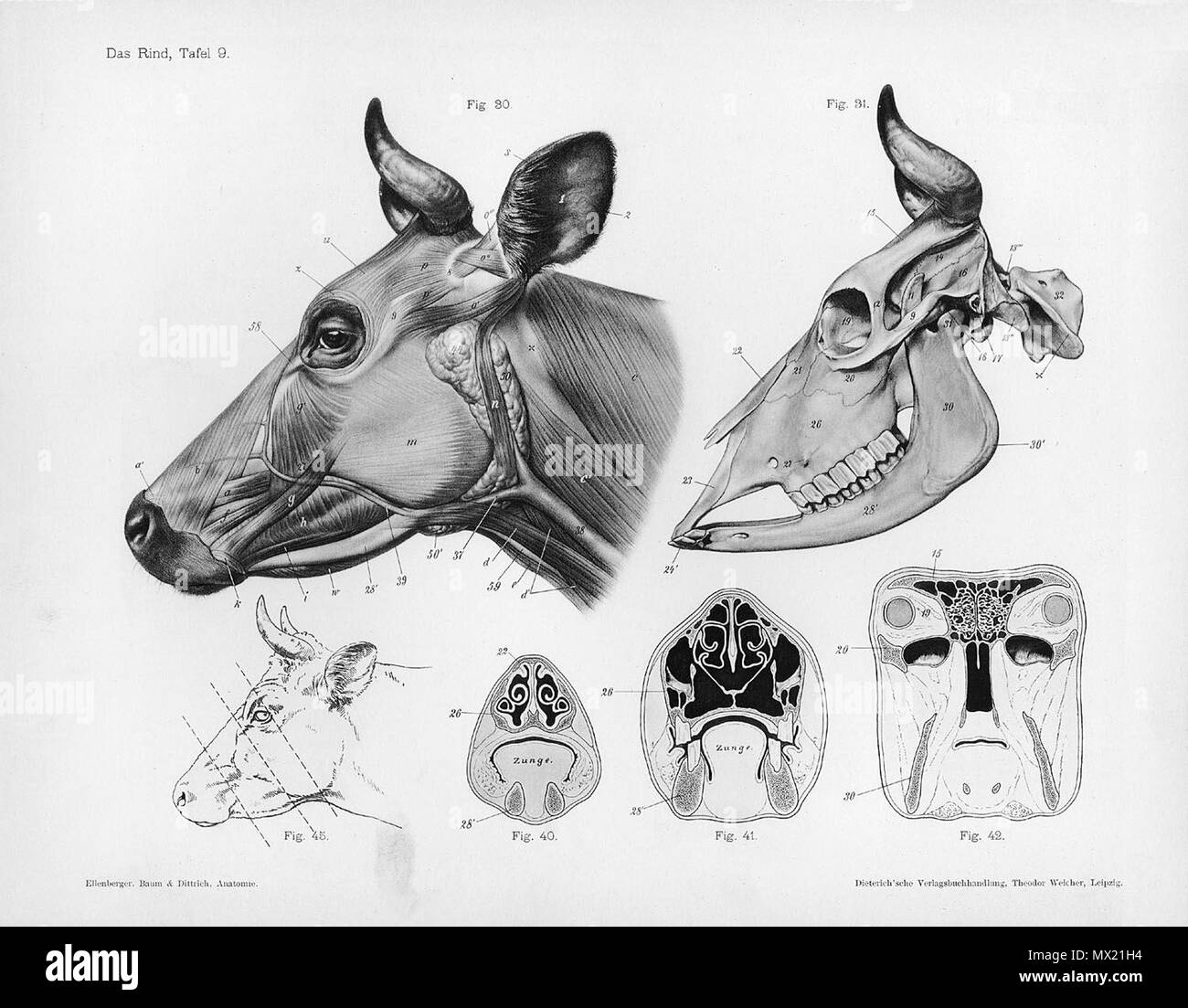 . Animal anatomical engraving from Handbuch der Anatomie der Tiere für Künstler - Hermann Dittrich, illustrator. 1889 and 1911-1925. Wilhelm Ellenberger and Hermann Baum 146 Cow anatomy Stock Photo