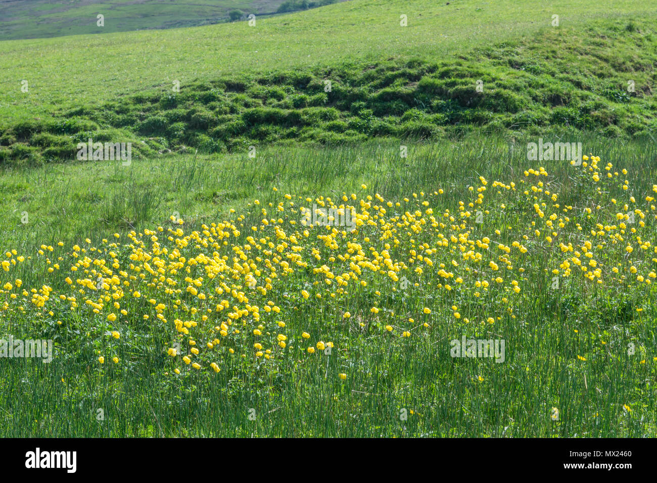 Globe flowers in a field, Trollius europaeus Stock Photo