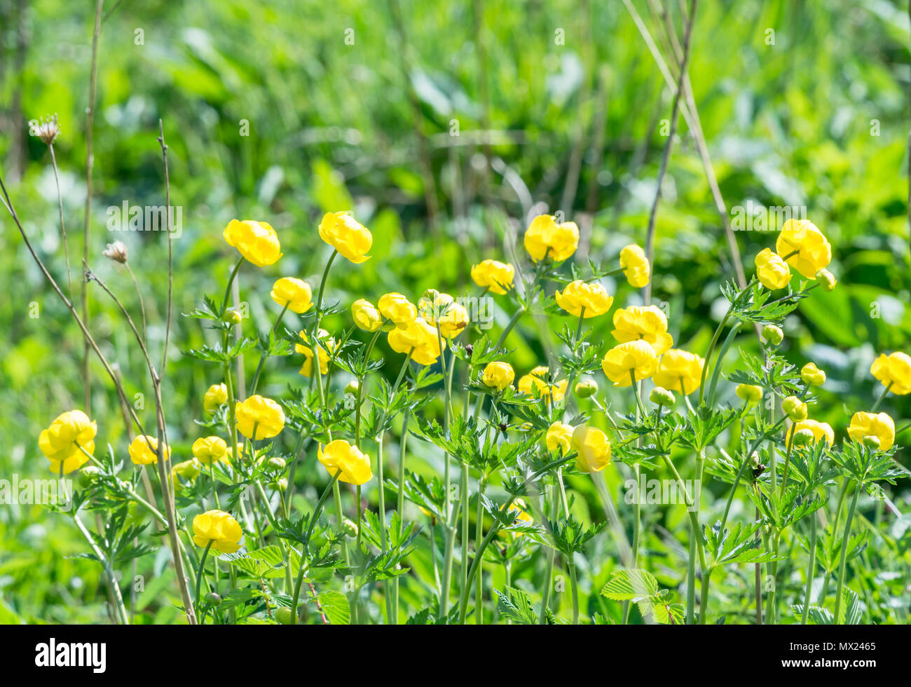 Globe flowers in a field, Trollius europaeus Stock Photo