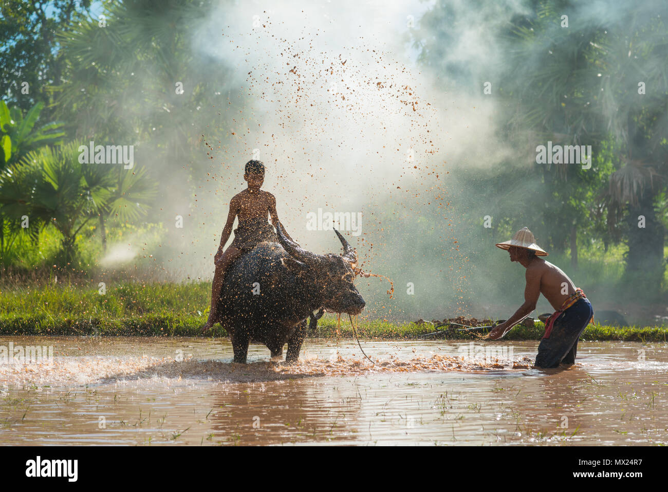 Saknonakhon, Thailand - July 30, 2016: Farmer dipping water and throwing to bath buffalo riding by a boy in rice farm in rural of Sakonnakhon, Thailan Stock Photo