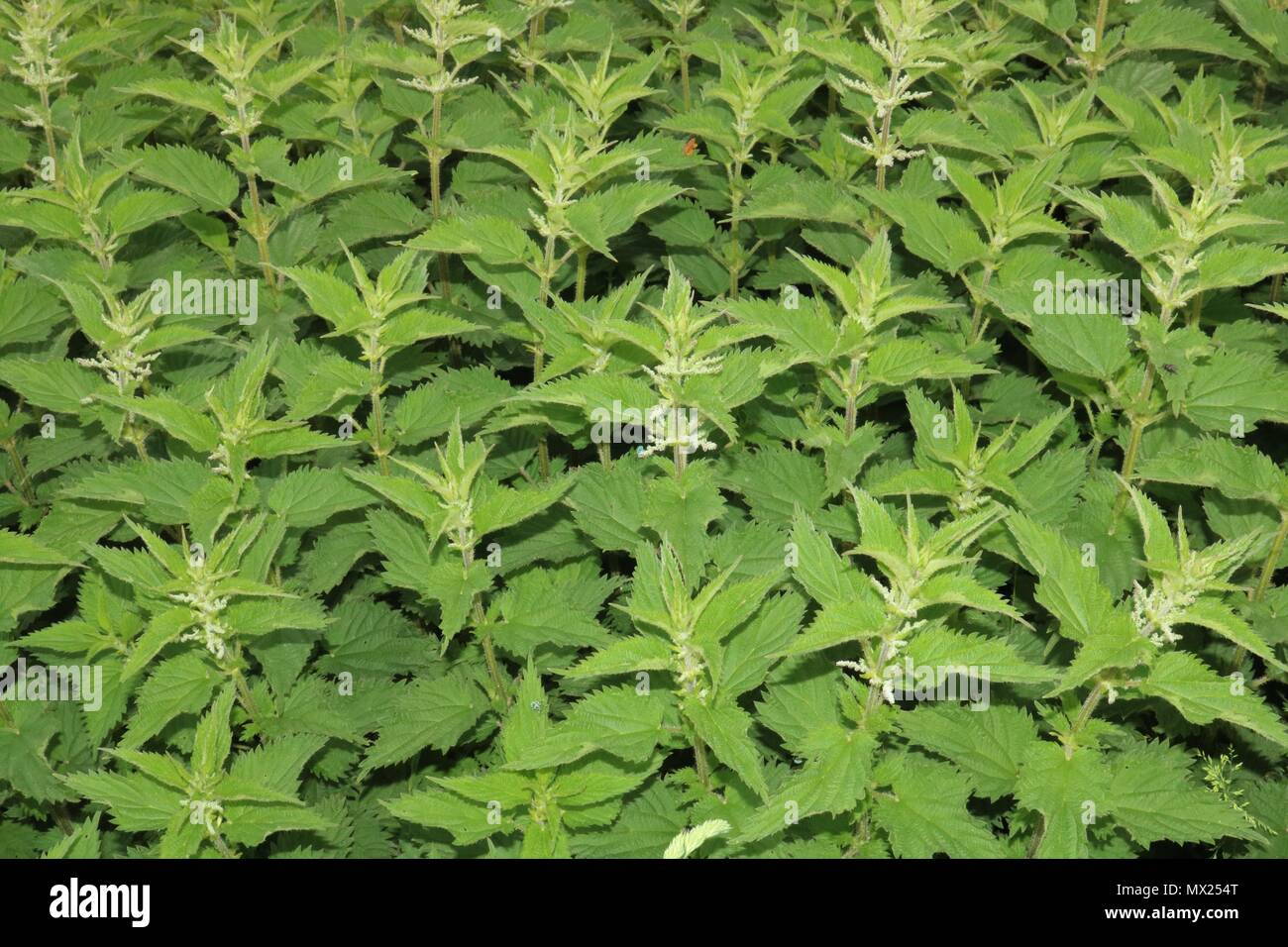 Urtica Dioica / Common Nettle, Stinging Nettle / Nettle Leaf Background Stock Photo