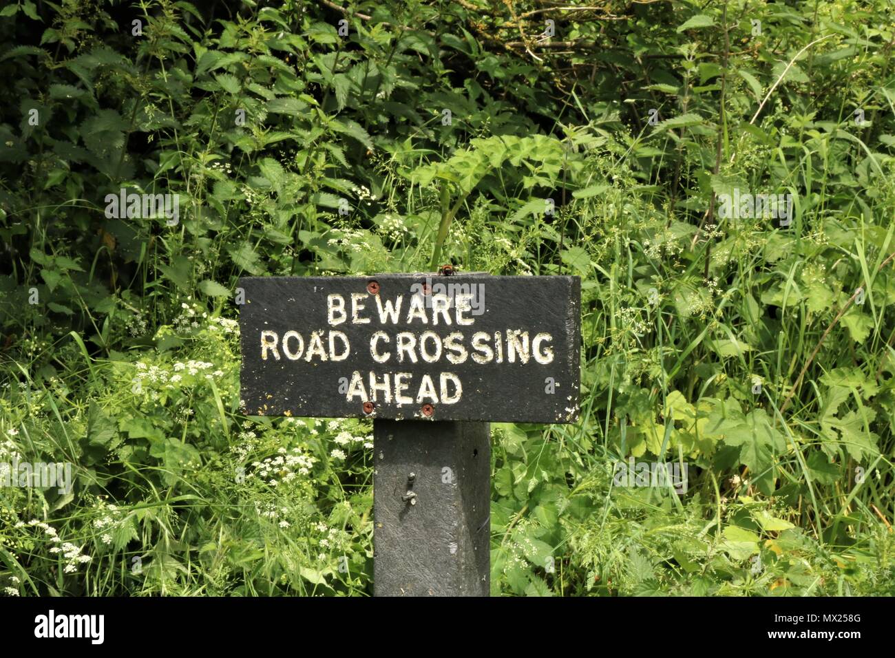 'Beware Road Crossing Ahead' wooden sign in the countryside UK Stock Photo