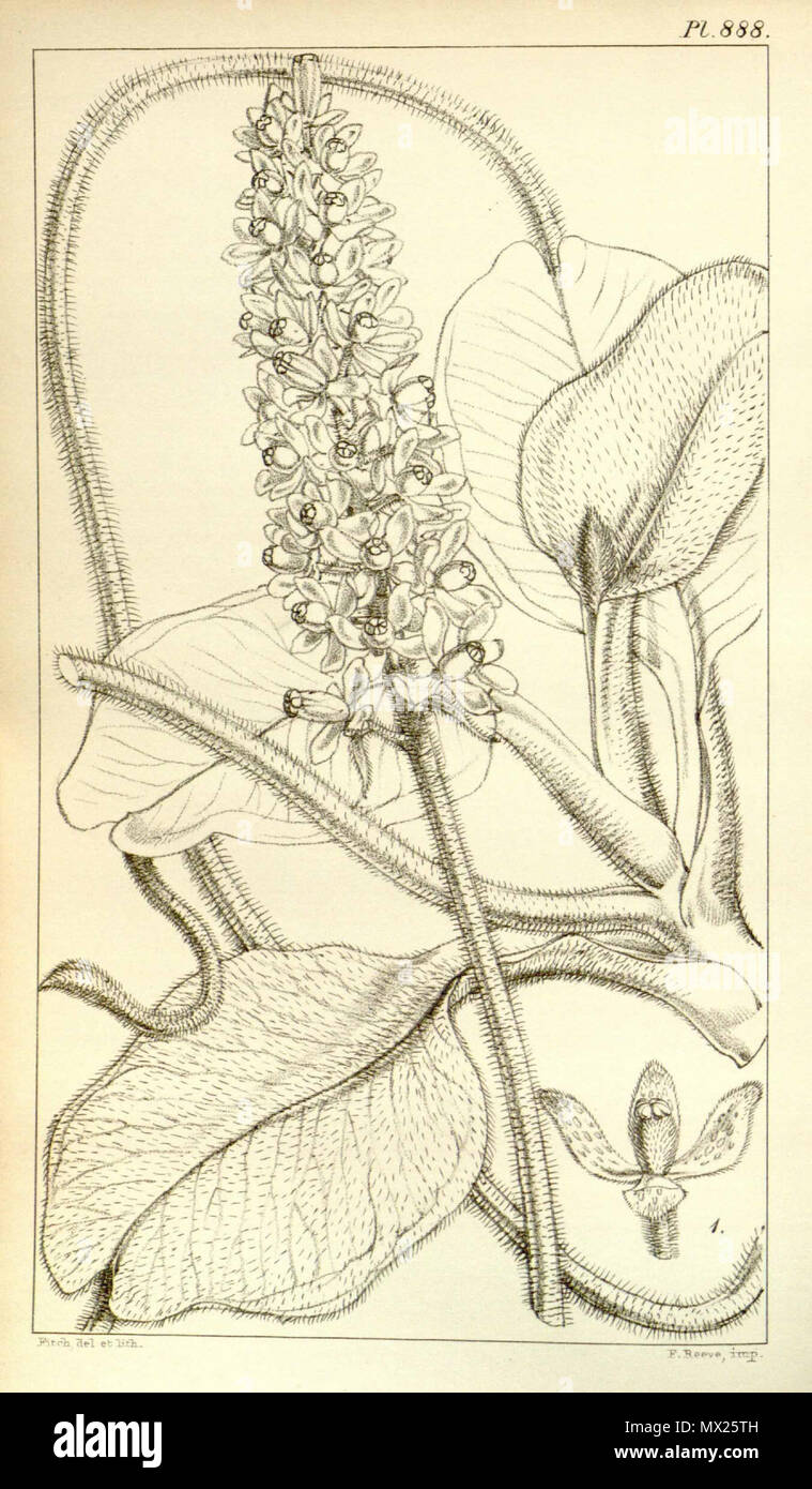 441 Nepenthes villosa - Hooker’s Icones Plantarum (1852) Stock Photo